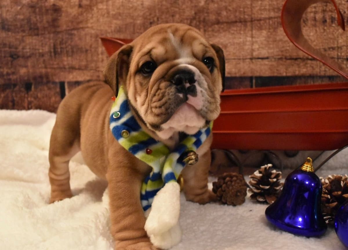 Bulldog Puppies breeder image 24