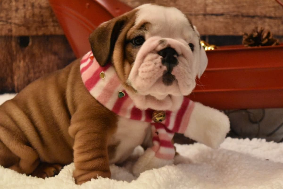 Bulldog Puppies breeder image 25