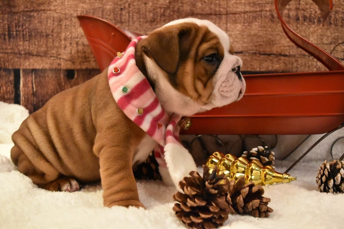 Bulldog Puppies breeder image 26