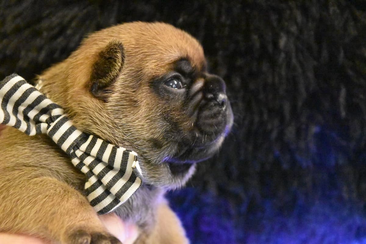 Bulldog Puppies breeder image 27
