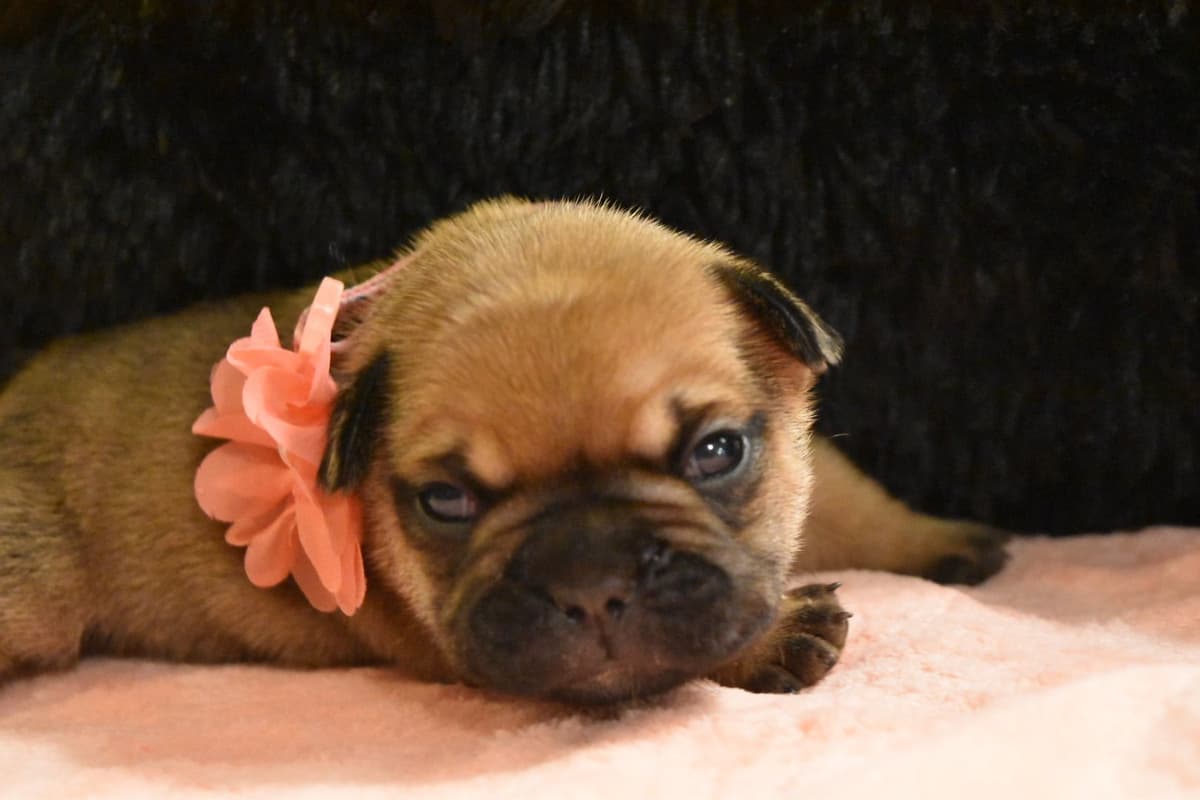 Bulldog Puppies breeder image 28