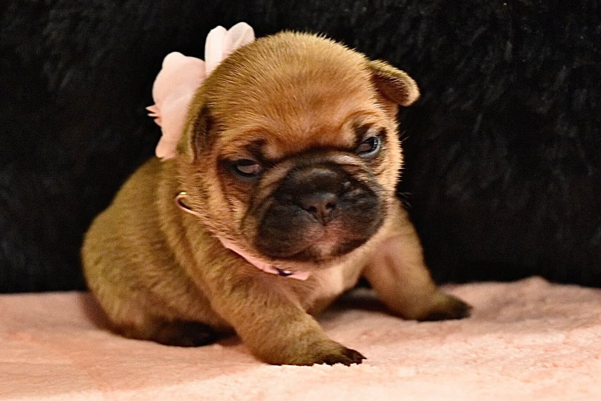 Bulldog Puppies breeder image 29