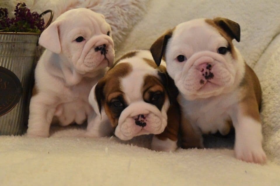 Bulldog Puppies breeder image 1