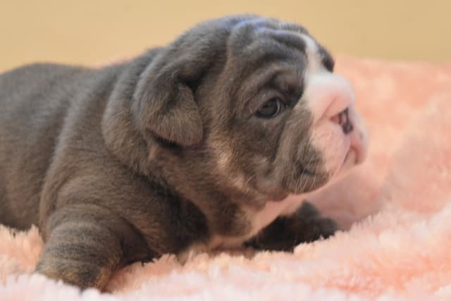 Bulldog Puppies media 2