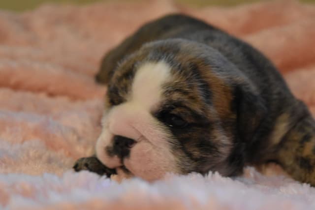 Bulldog Puppies media 3