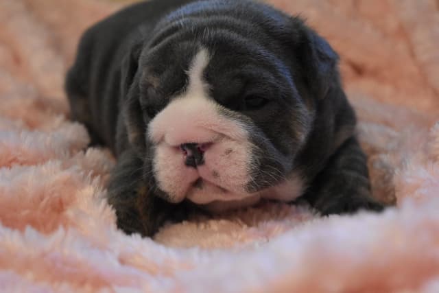 Bulldog Puppies media 5