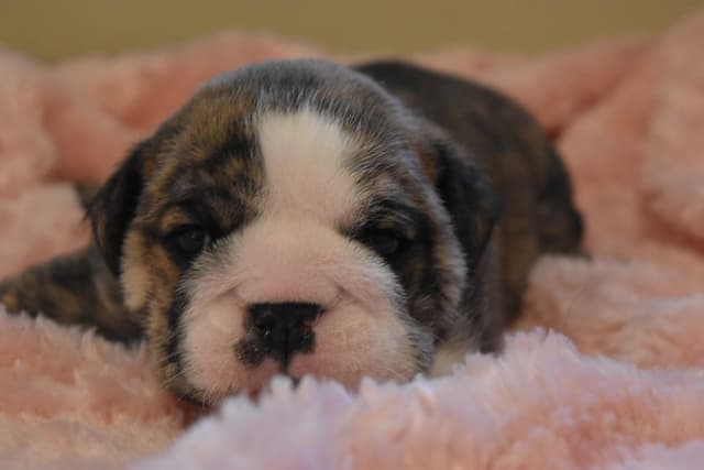 Bulldog Puppies media 4