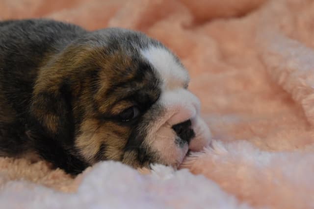 Bulldog Puppies media 6