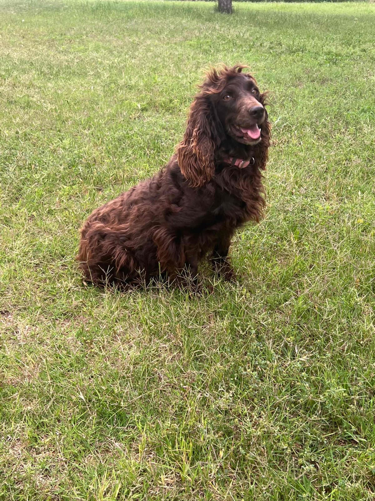 Champion Bloodline Boykin Spaniel Puppies breeder image 7