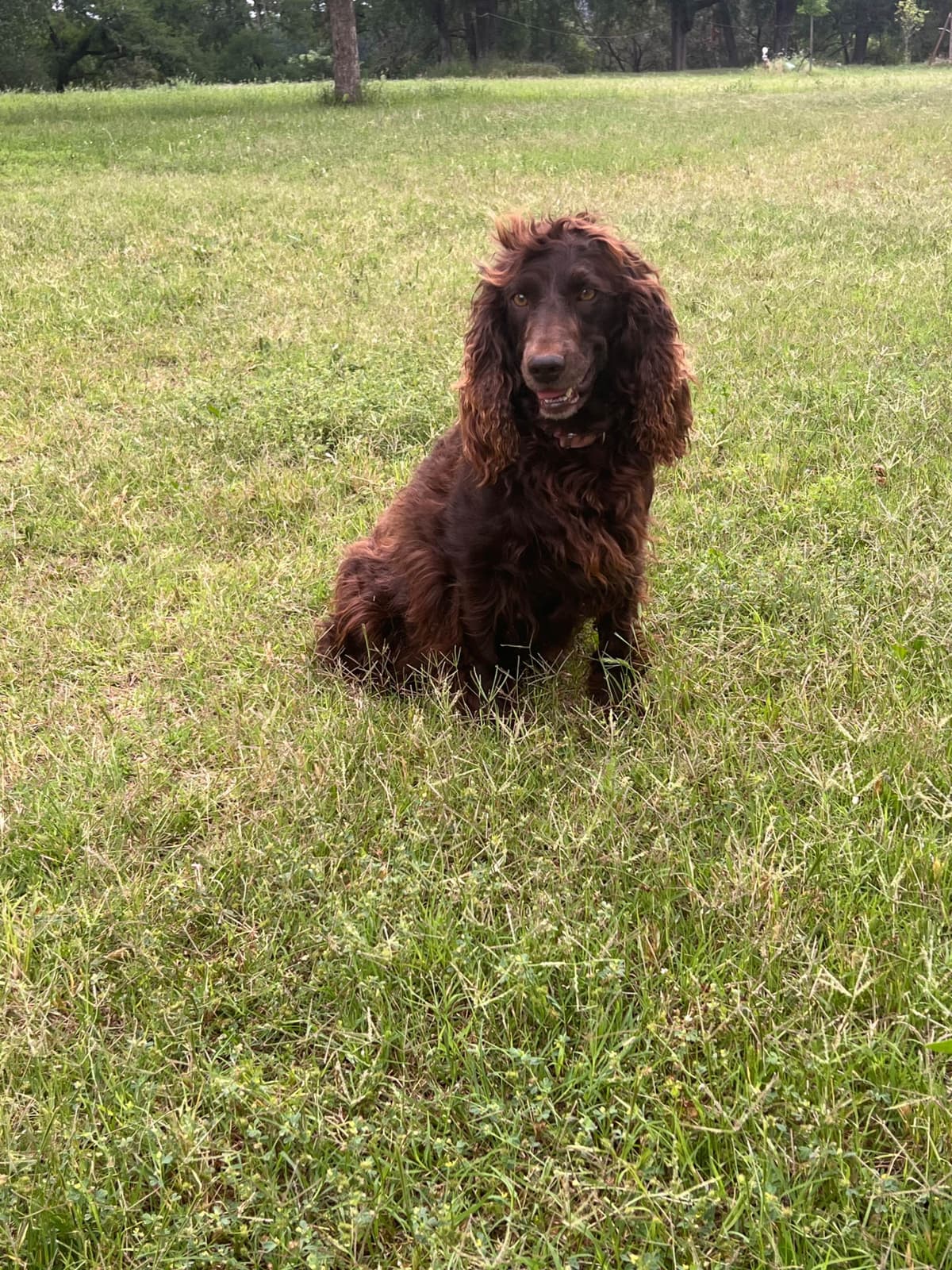 Champion Bloodline Boykin Spaniel Puppies breeder image 8