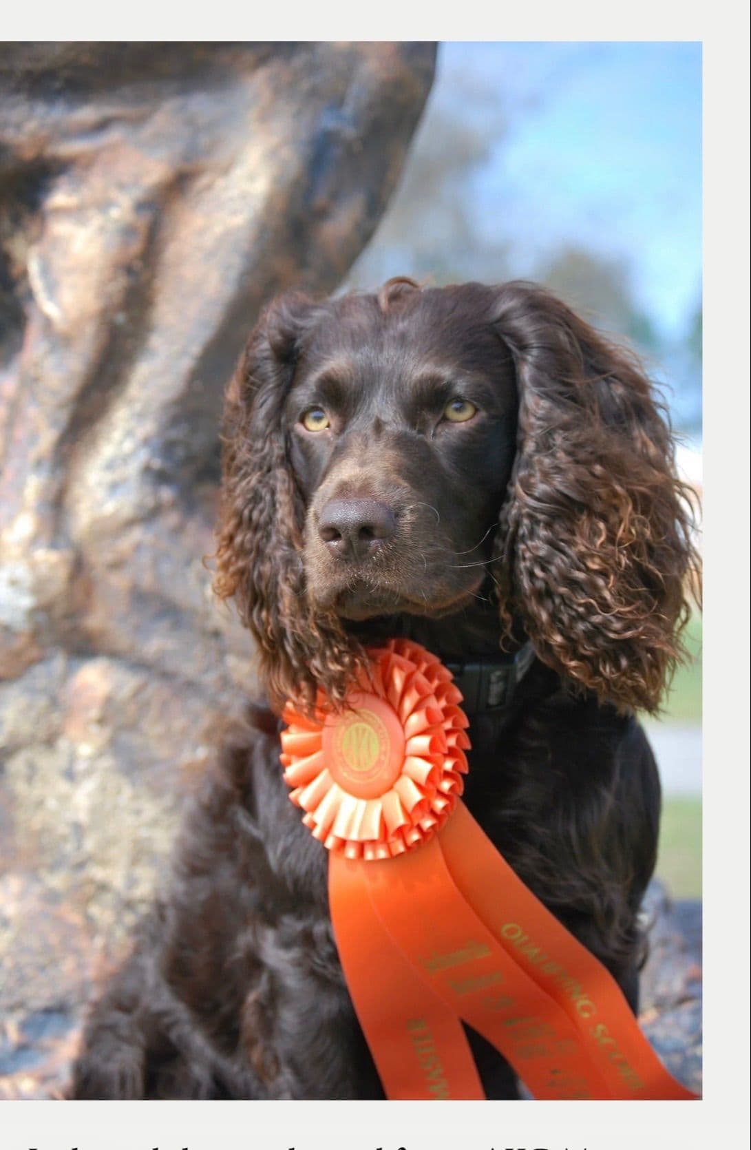 Champion Bloodline Boykin Spaniel Puppies breeder image 9