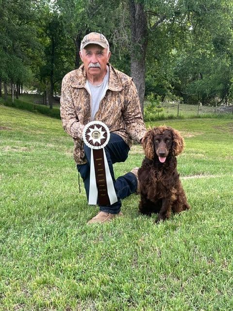 Boykin Spaniel Puppies media 2