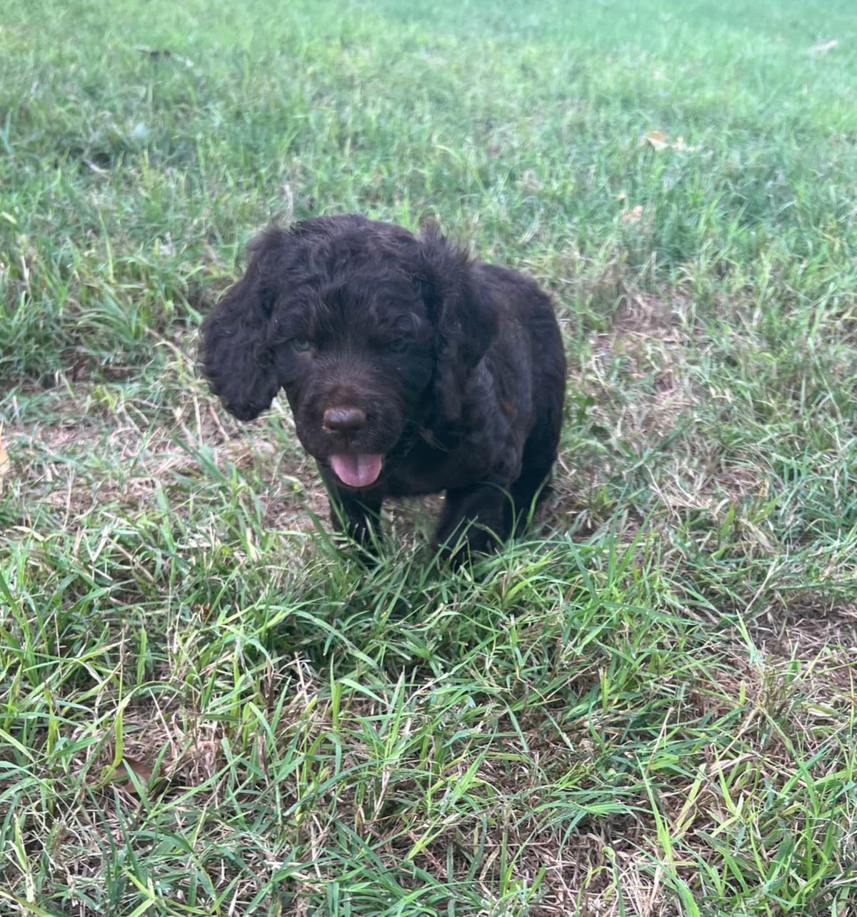 Champion Bloodline Boykin Spaniel Puppies breeder image 6