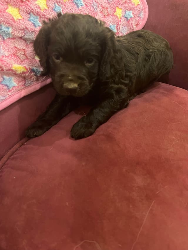 Champion Bloodline Boykin Spaniel Puppies media 13