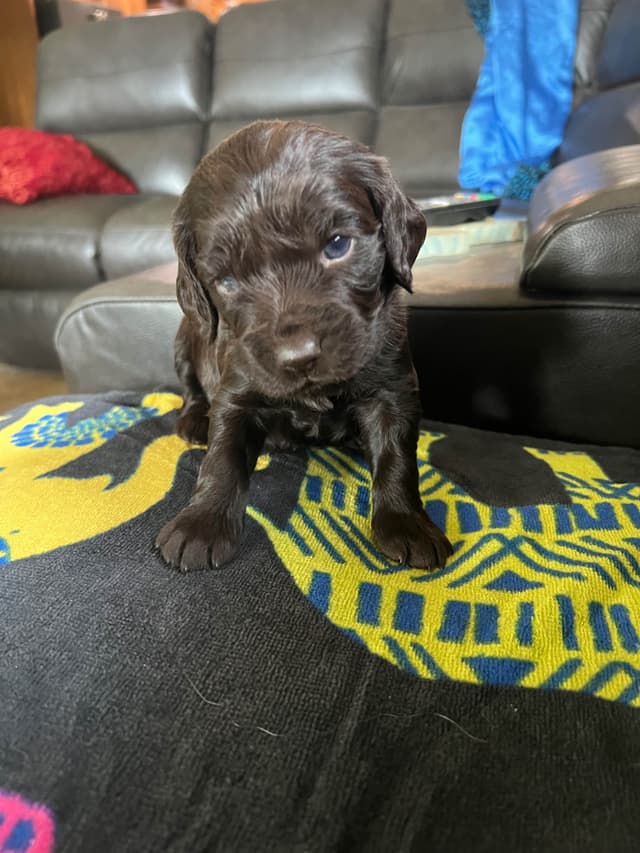 Champion Bloodline Boykin Spaniel Puppies media 12