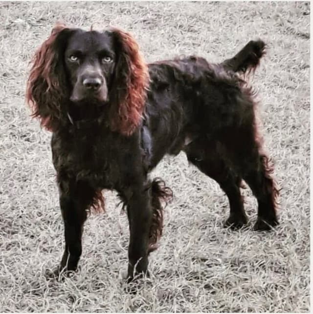 Champion Bloodline Boykin Spaniel Puppies media 8
