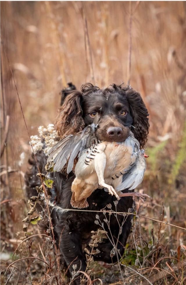 Champion Bloodline Boykin Spaniel Puppies media 10