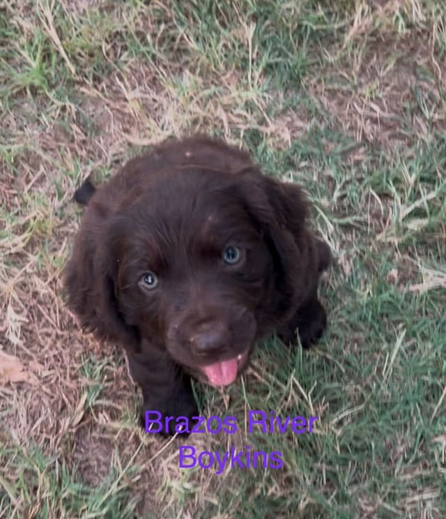 Champion Bloodline Boykin Spaniel Puppies media 4