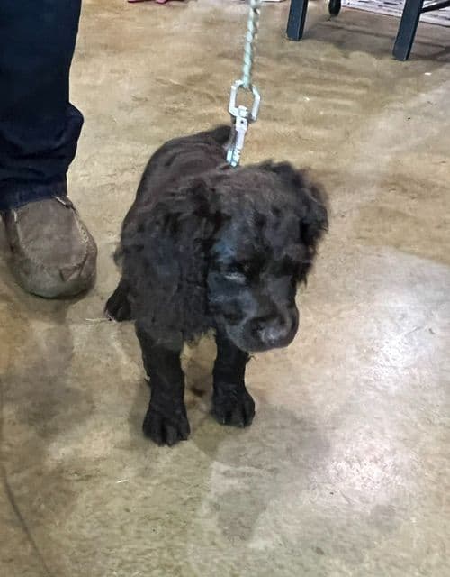 Champion Bloodline Boykin Spaniel Puppies breeder image 2