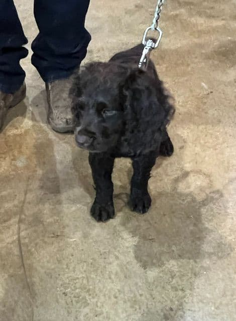 Champion Bloodline Boykin Spaniel Puppies breeder image 3