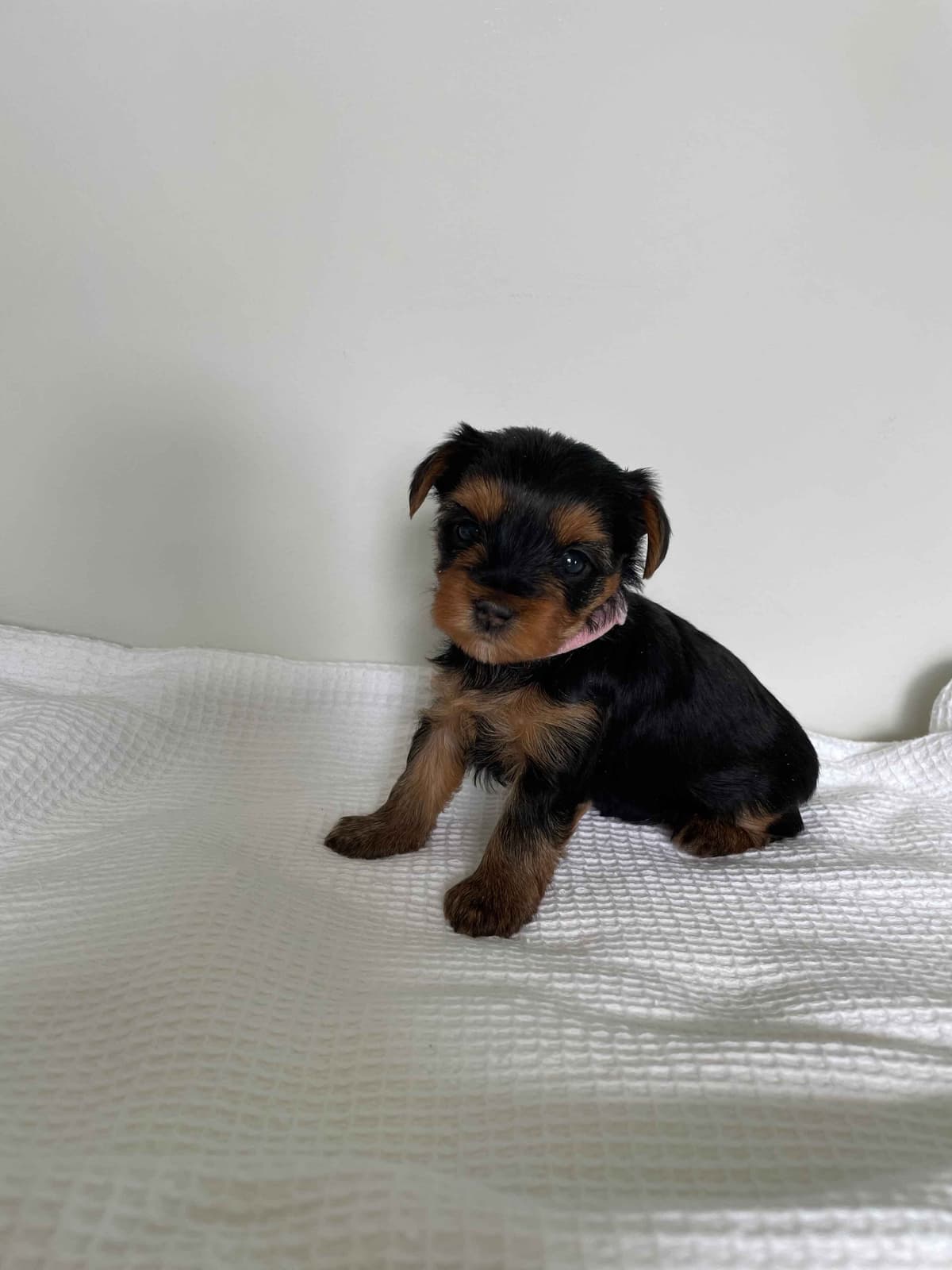 Yorkshire Terrier Puppies breeder image 1