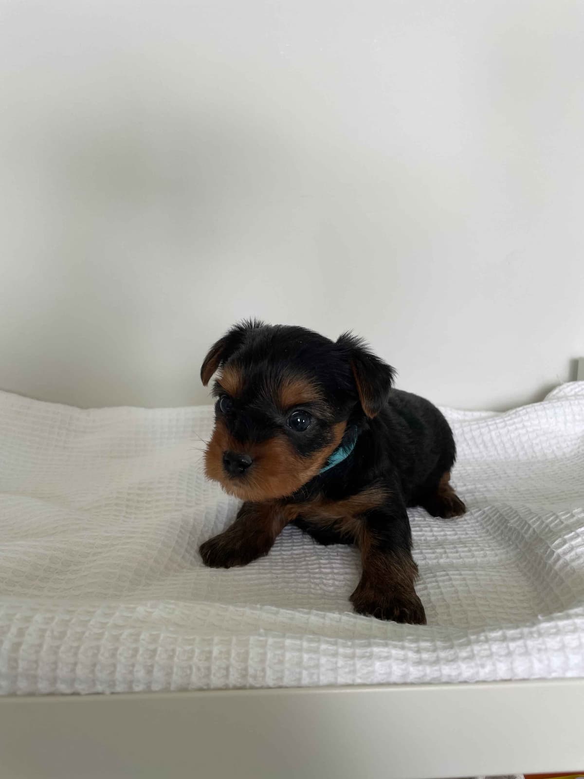 Yorkshire Terrier Puppies breeder image 3