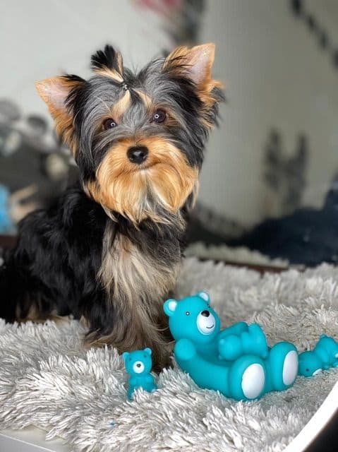 Yorkshire Terrier Puppies media 3