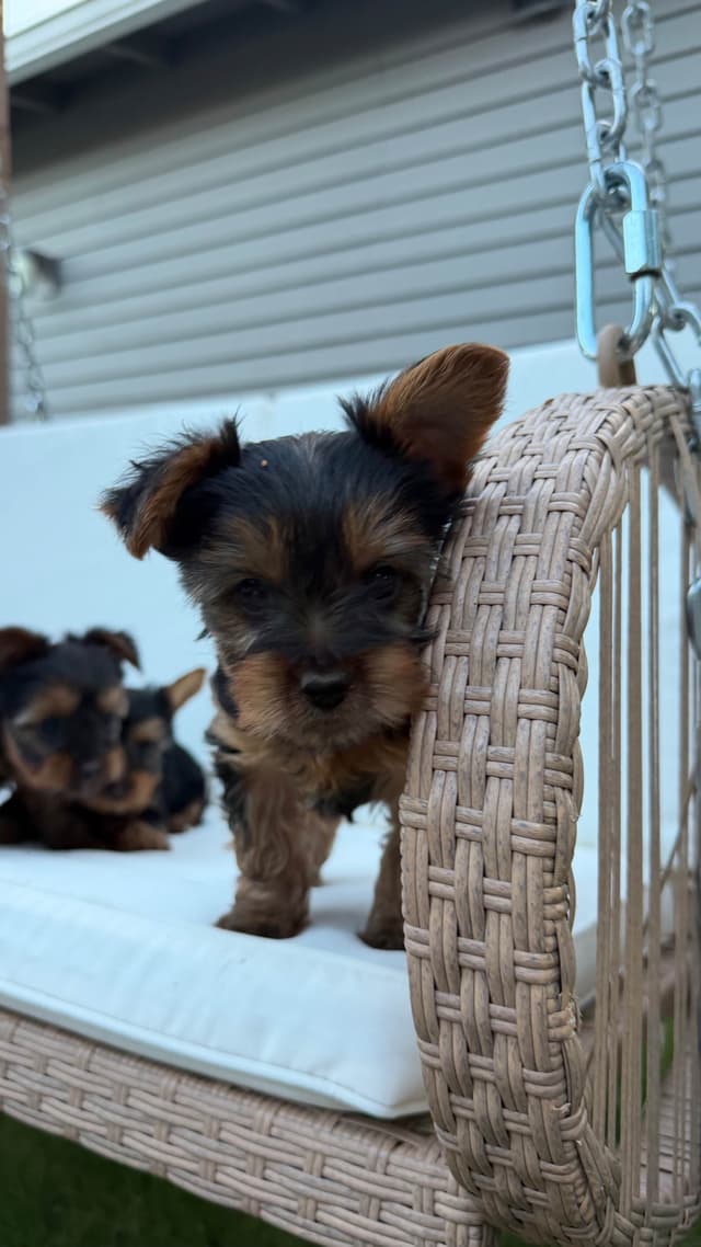 Yorkshire Terrier Puppies media 5