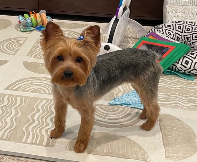 Yorkshire Terrier Puppies media 4