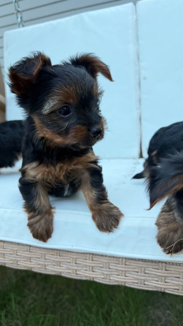 Yorkshire Terrier Puppies media 6