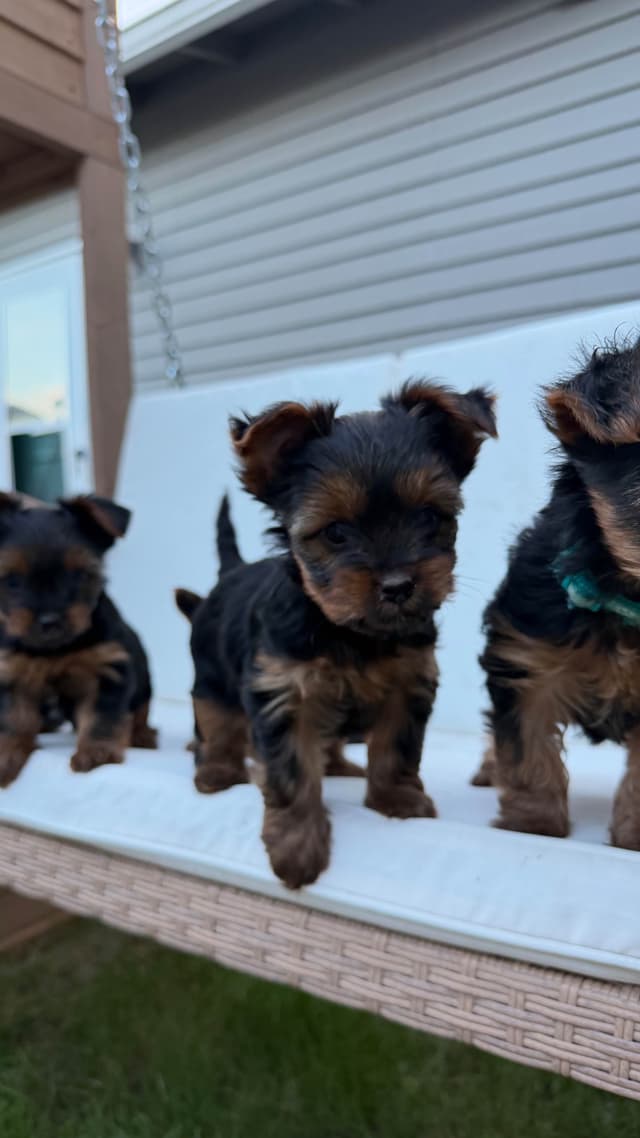 Yorkshire Terrier Puppies media 7