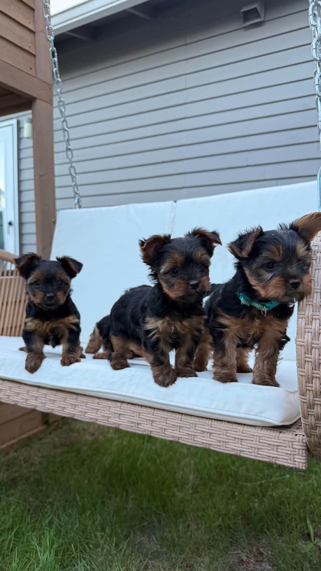 Yorkshire Terrier Puppies media 2
