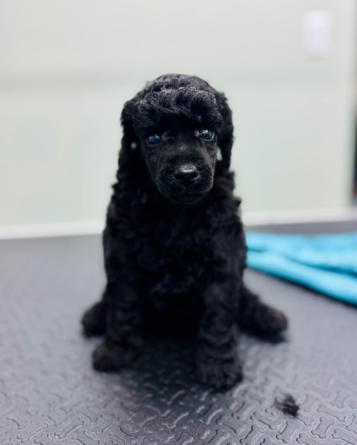 Miniature Poodle Puppies breeder image 2