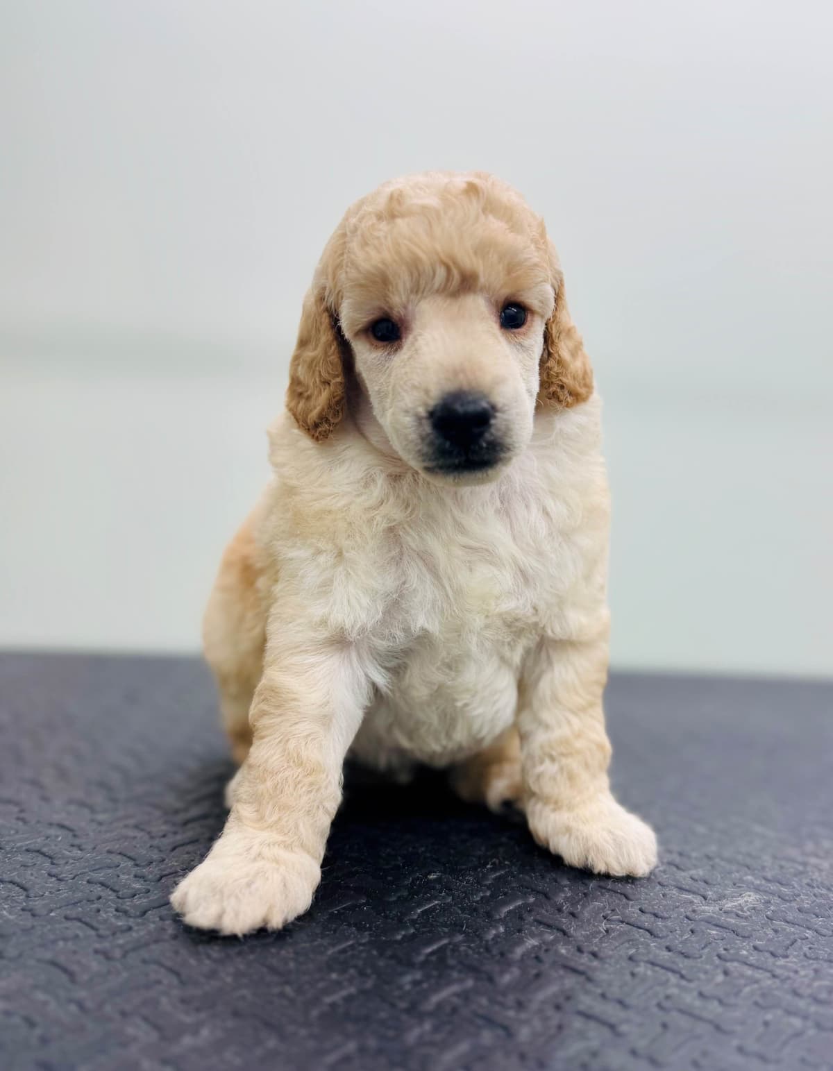 Miniature Poodle Puppies breeder image 3