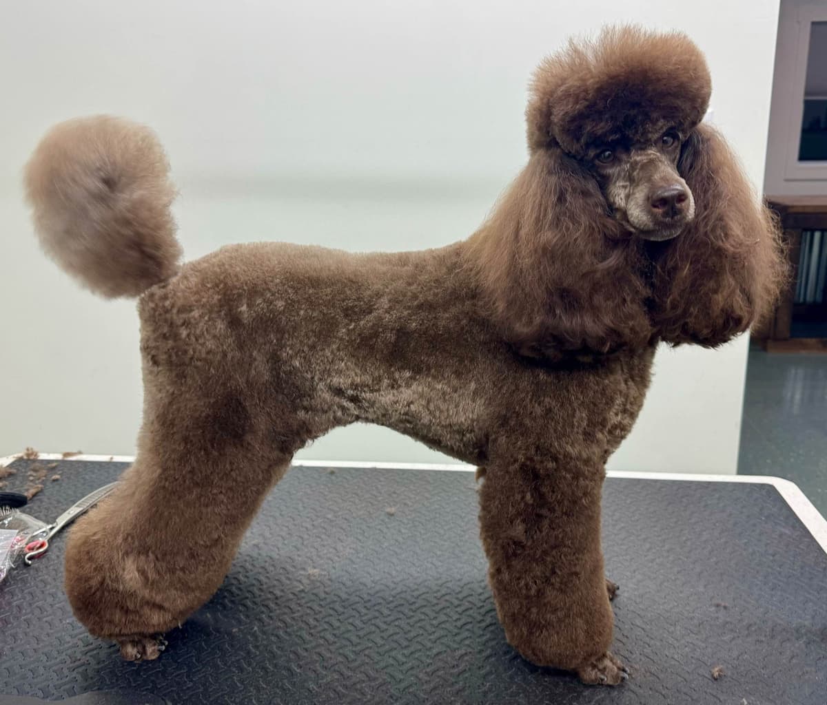 Miniature Poodle Puppies breeder image 1