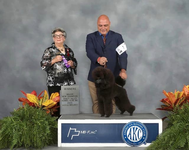 Miniature Poodle Puppies media 6