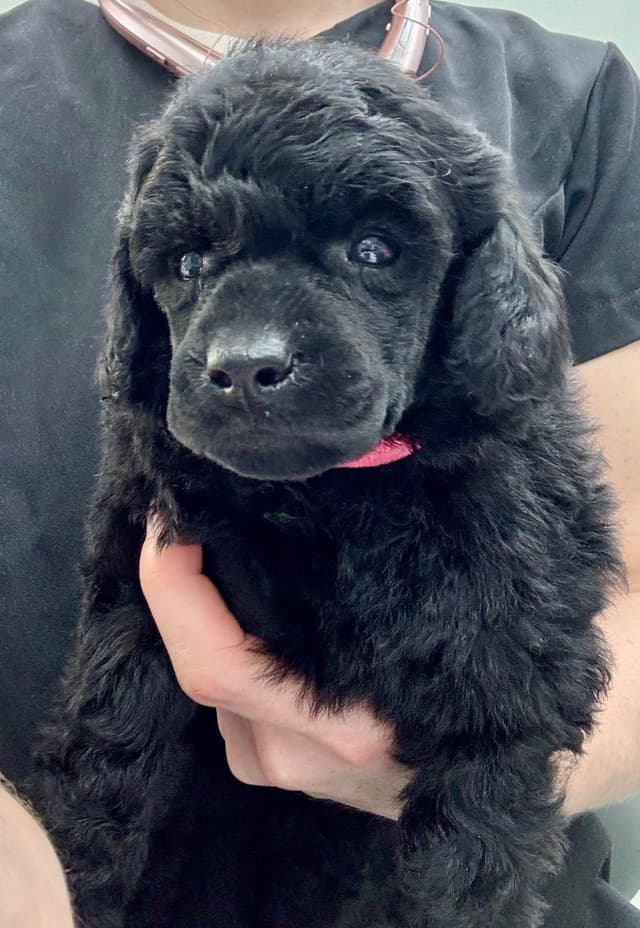 Miniature Poodle Puppies media 3