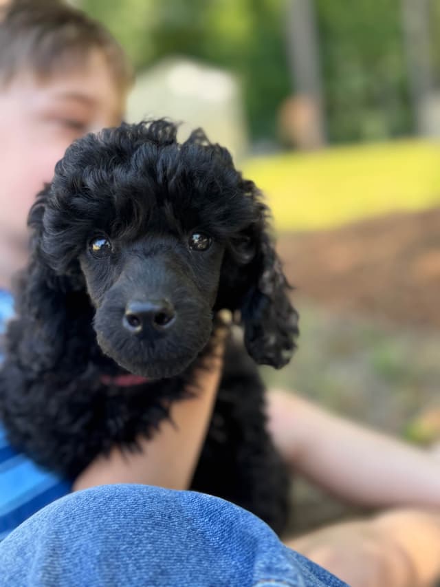 Miniature Poodle Puppies media 2
