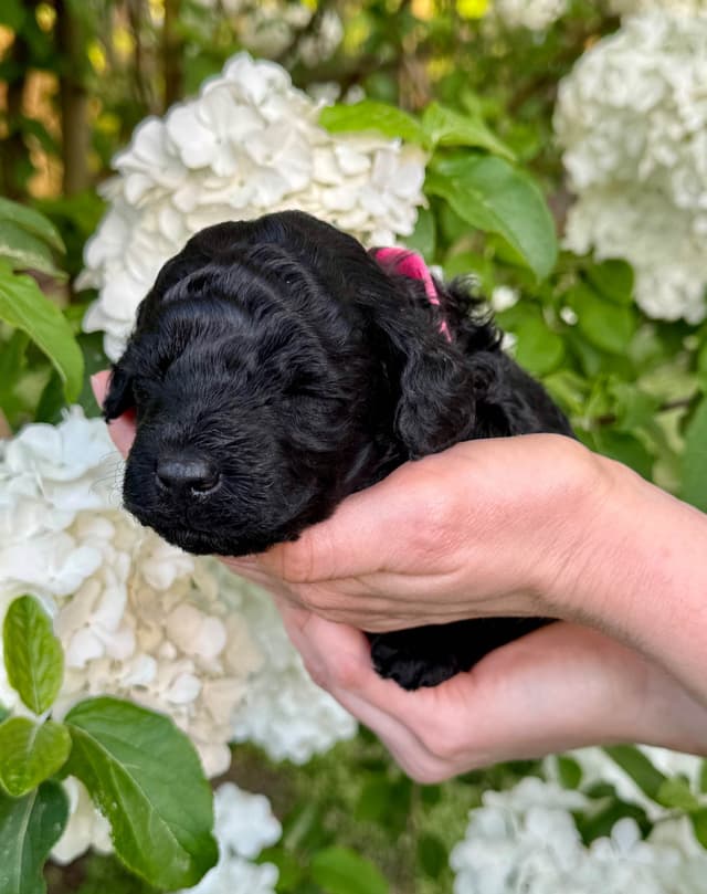 Miniature Poodle Puppies media 4