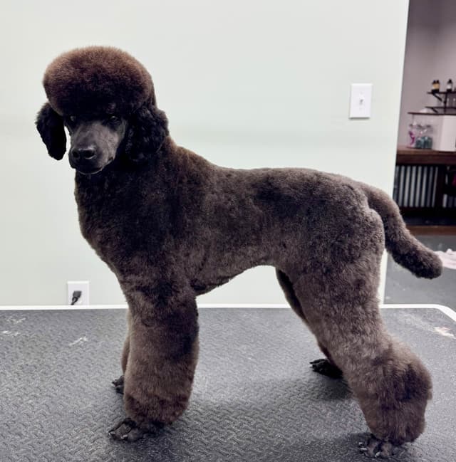 Miniature Poodle Puppies media 7