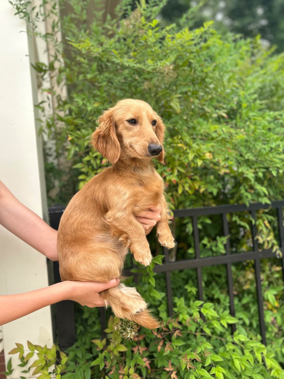 Mini Dachshund Puppies breeder image 1