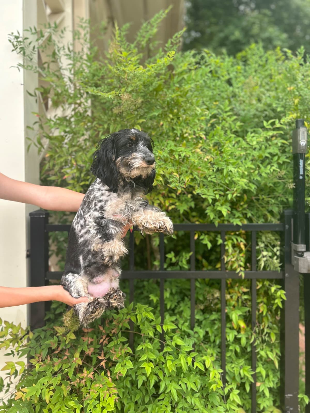 Mini Dachshund Puppies breeder image 4