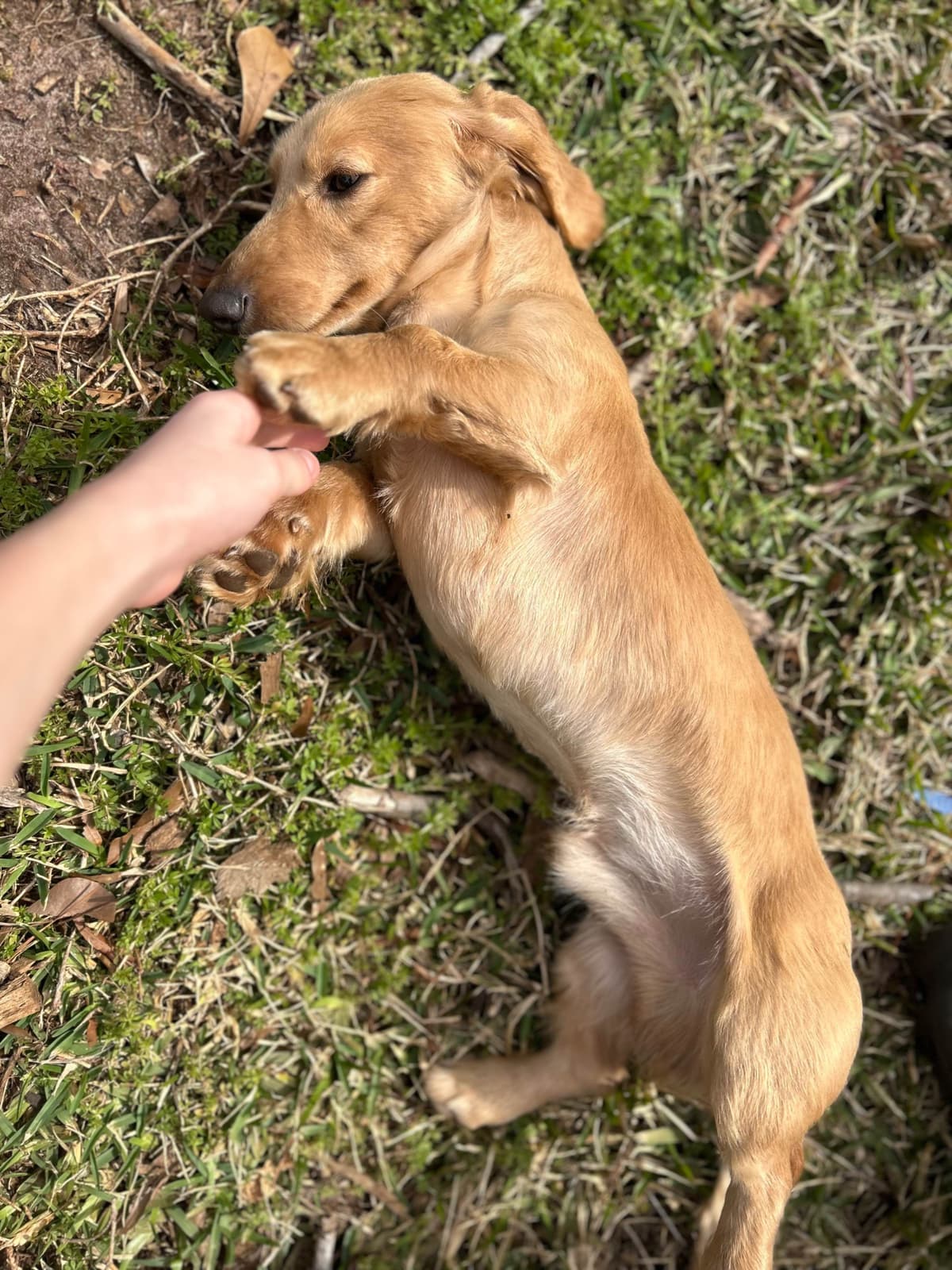 Mini Dachshund Puppies breeder image 5