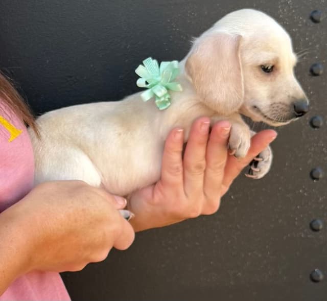 Dachshund Puppies media 2