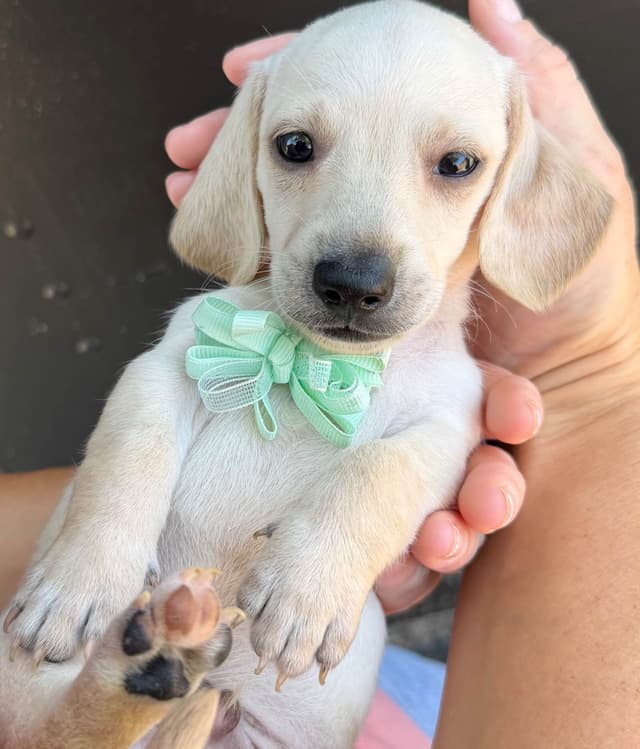 Dachshund Puppies media 3