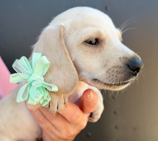 Dachshund Puppies media 4