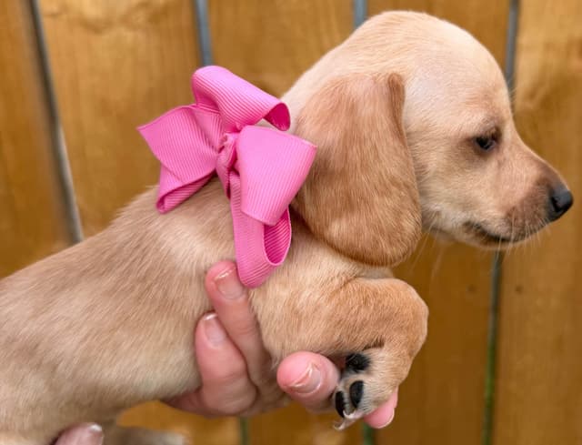 Dachshund Puppies media 5