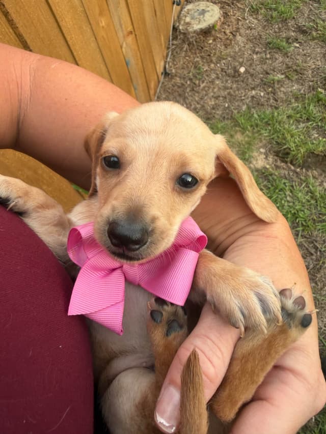 Dachshund Puppies media 7