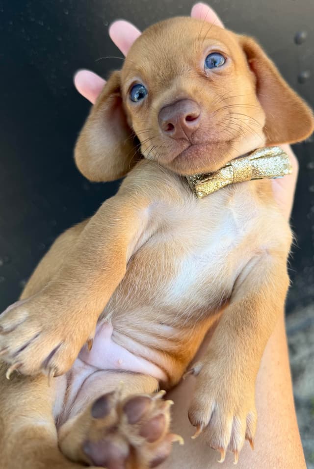 Dachshund Puppies media 8