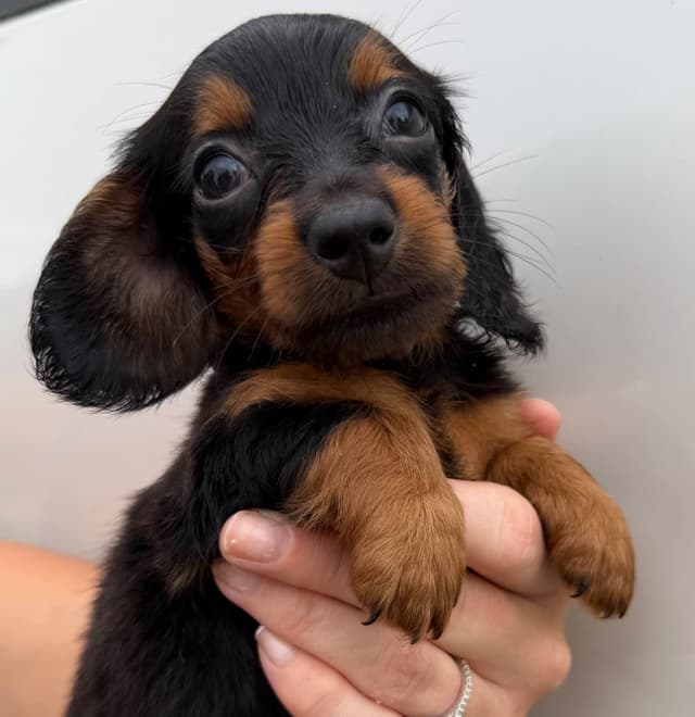 Dachshund Puppies media 9